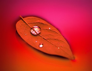 Leaf with water droplet