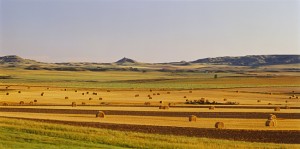 Field in North Dakota