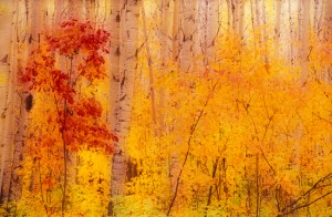 Birch Trees in Autumn