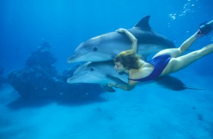 A woman swims with dolphins