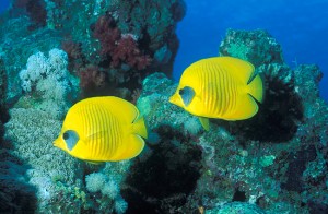 Yellow fish in Red Sea