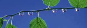 Leaves & Dewdrops