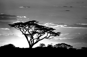 Trees in Tanzania