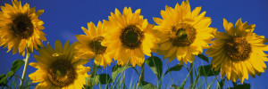 Color Photography, Sunflowers