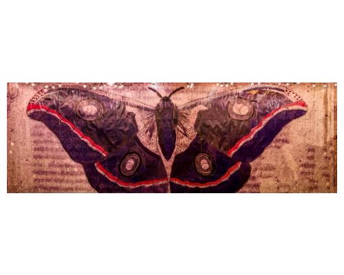 ss_fine-art-butterfly-painting-siegel